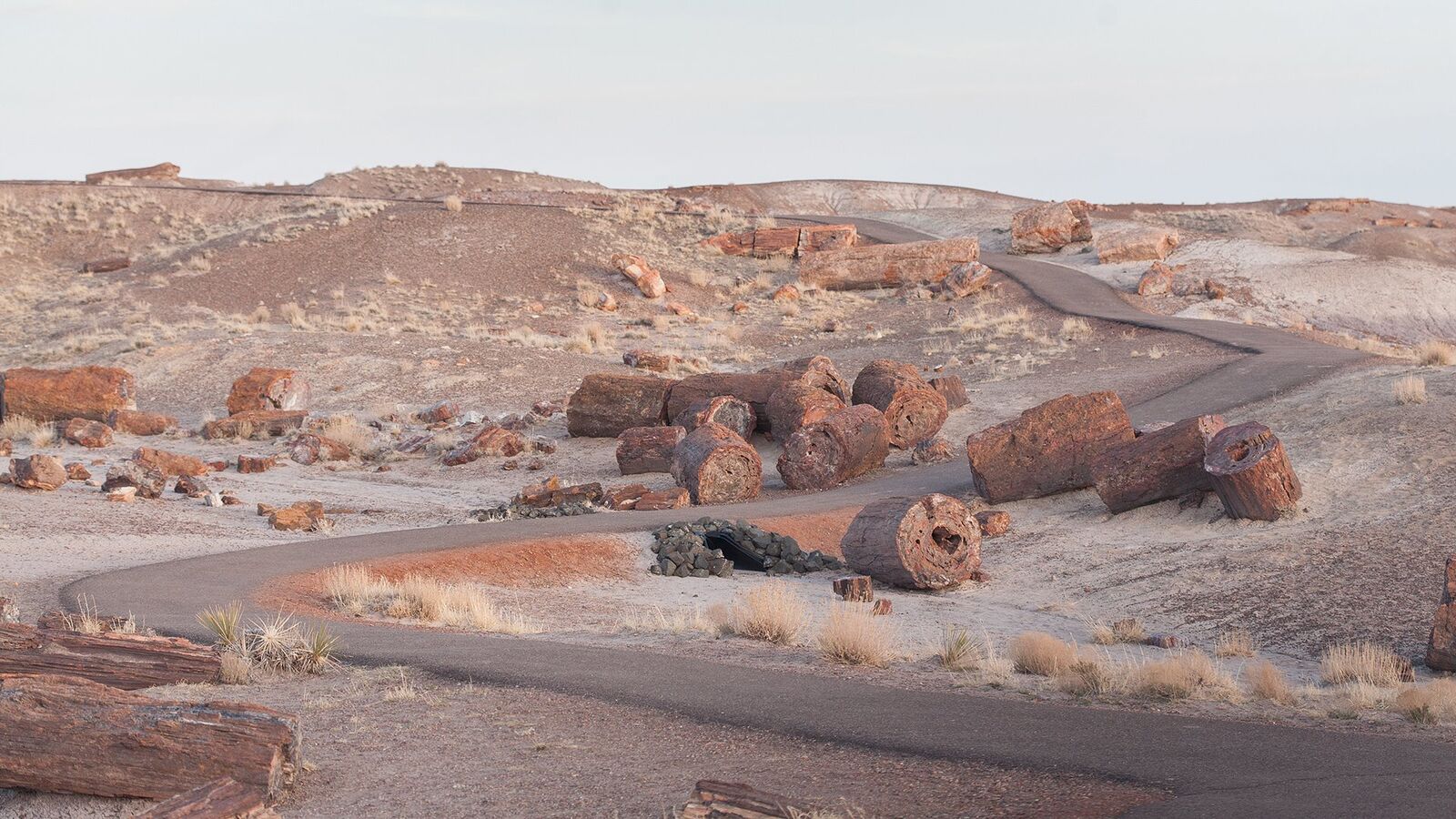 Petrified Forest National Park
